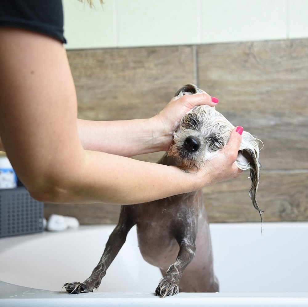 Kutya fürdetési szokások otthon