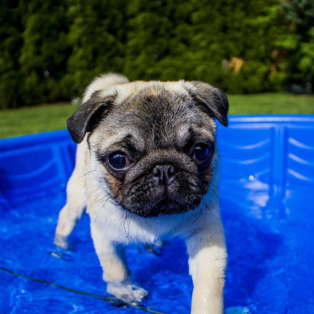 Lapos orrú kutyák ápolása és fürdetése